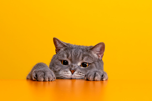 gatti