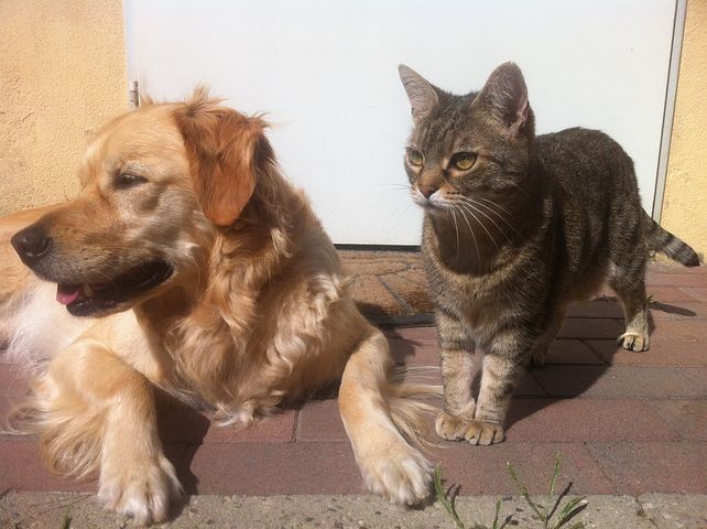 Sterilizzazione gratuita dei cani e gatti di proprietà