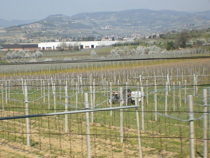 Vigneto
